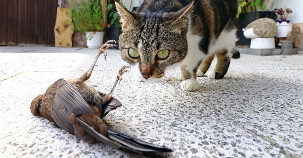 Katze legt einen toten Vogel auf die Terrasse