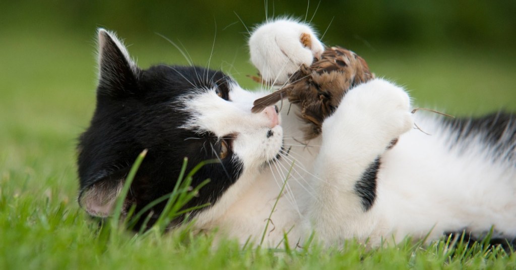 Schwarz-weiße Katze spielt mit einem Vogel