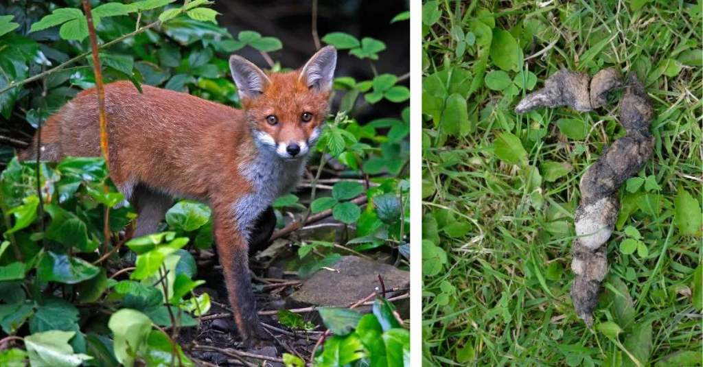 Ein Fuchs in einem Gebüsch und ein Foto von Fuchskot.