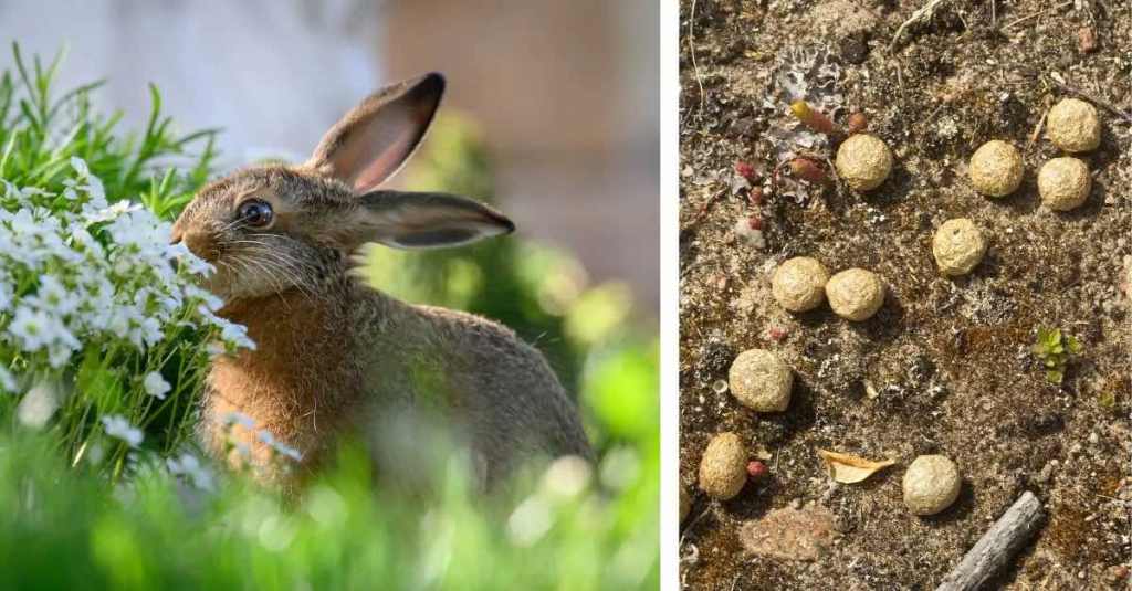 Ein Hase in freier Natur neben einem Bild von Hasenkot.