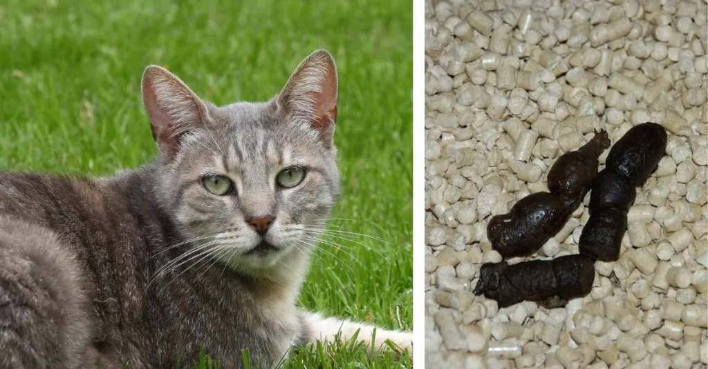 Ein Bild von einer Katze und Katzenkot.