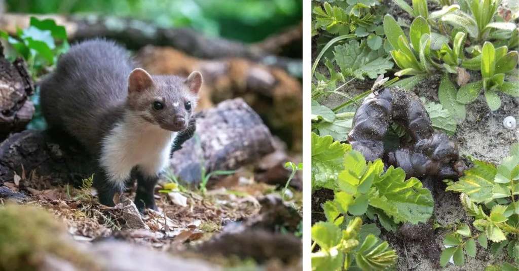 Ein Foto von einem Marder und Marderkot in einem Garten.