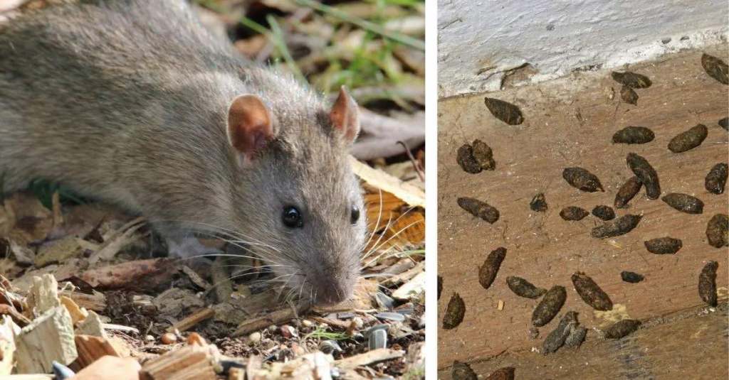 Ein Foto von einer Ratte in freier Natur und ein Bild von Rattenkot.