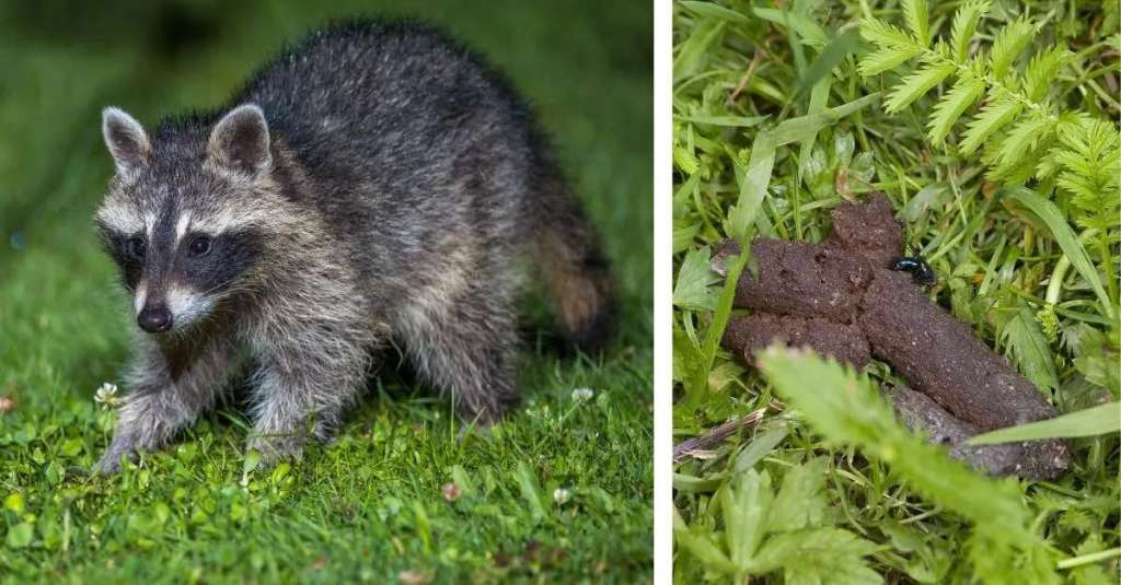 Ein Waschbär in einem Garten und ein Bild von Waschbärkot.