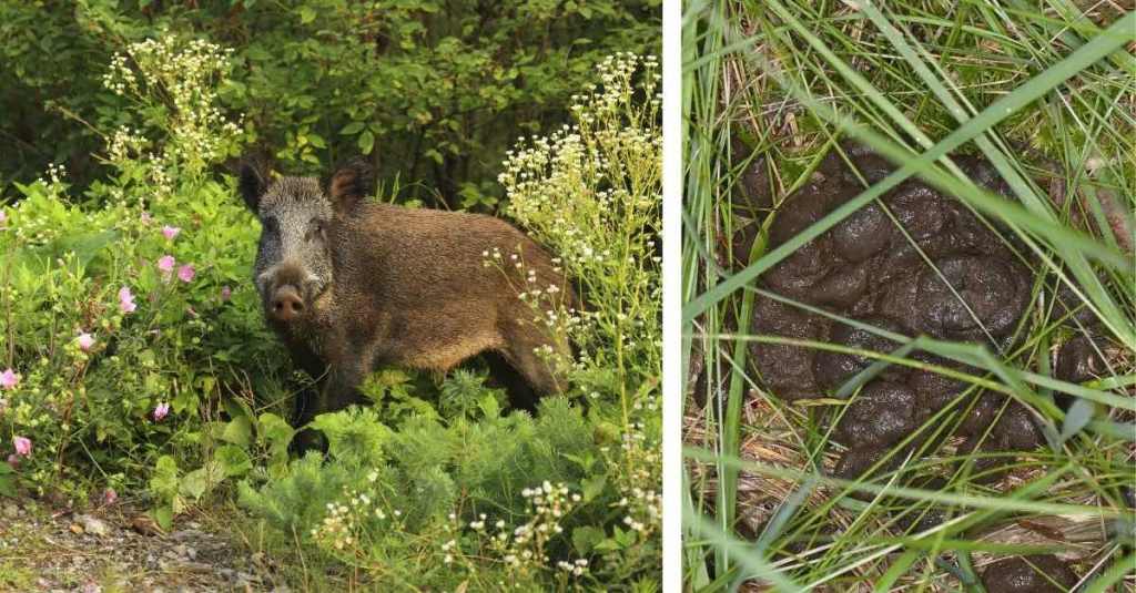 Ein Wildschwein in einem Garten und ein Foto von Wildschweinkot.