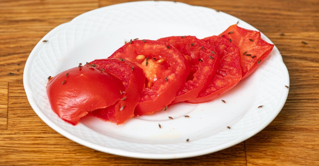 Fruchtfliegen auf einem Teller mit Tomatenscheiben.