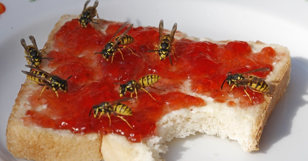 Viele Wespen auf einem Toastbrot mit Marmelade.