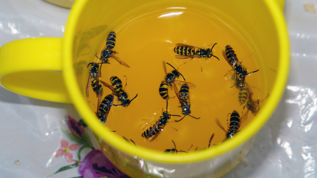 Tote Wespen in einer gelben Tasse mit transparenter Flüssigkeit.