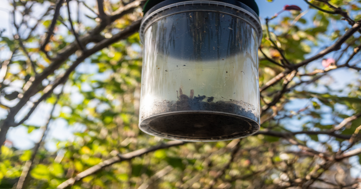 Eine Wespenfalle aus Plastik hängt an einem Baum.