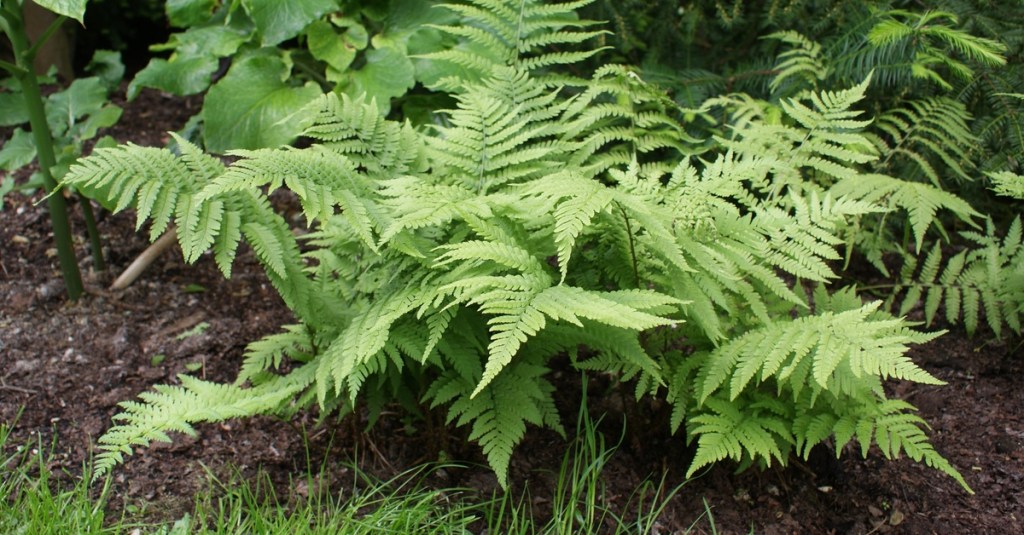 Wurmfarn in einem Garten.