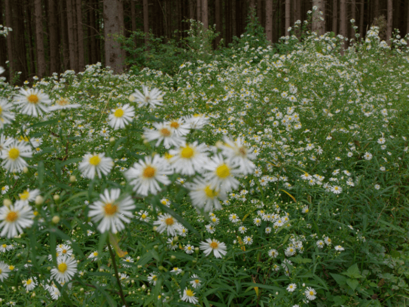 Eine Wiese vor einem Wald, darauf wächst fast ausschließlich das invasive Einjährige Berufkraut.