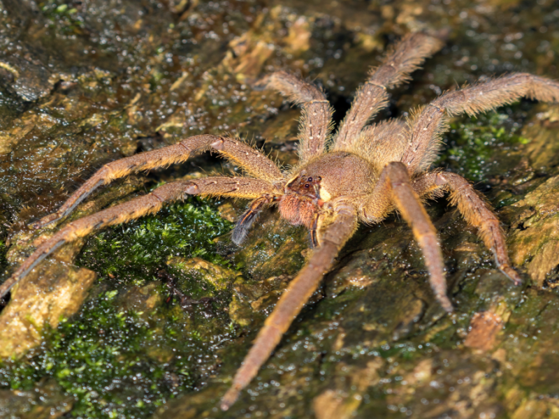 Die Brasilianische Wanderspinne auf einem Stück Holz.