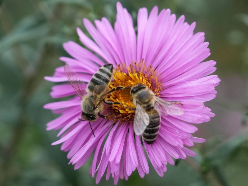 Bienenfreundliche Pflanzen: Die Aster mit purpurroten Blüten zieht gerne Bienen und Insekten an.