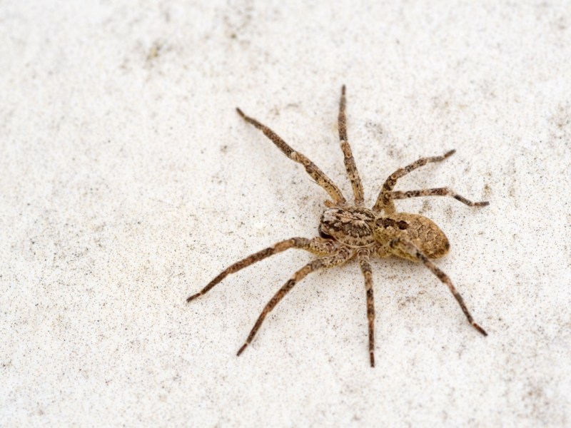 Eine Nosferatu-Spinne sitzt auf einem hellen Untergrund.