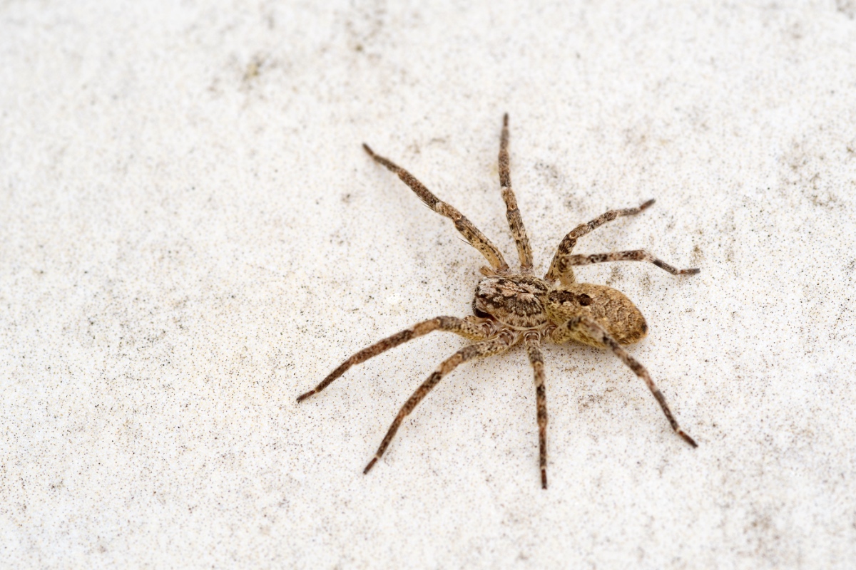 Eine Nosferatu-Spinne sitzt auf einem hellen Untergrund.