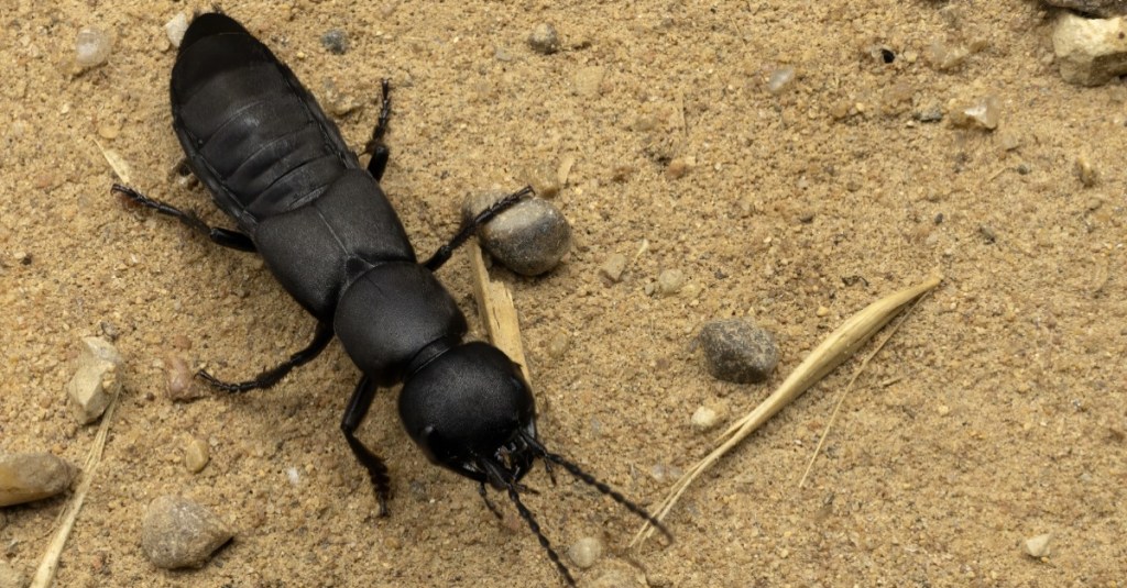 Schwarzer Moderkäfer auf sandigem Untergrund