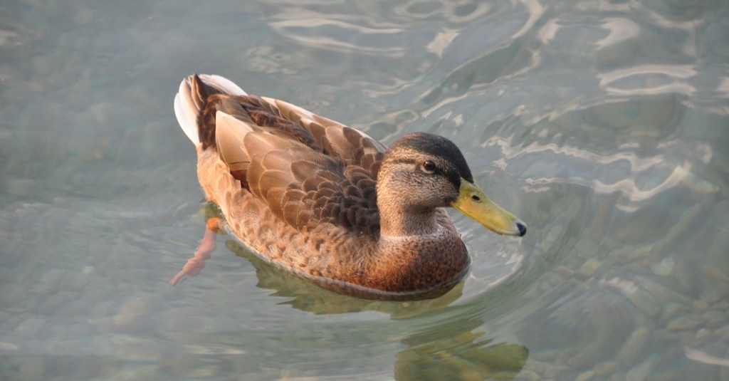 Ente, die auf dem Wasser schwimmt