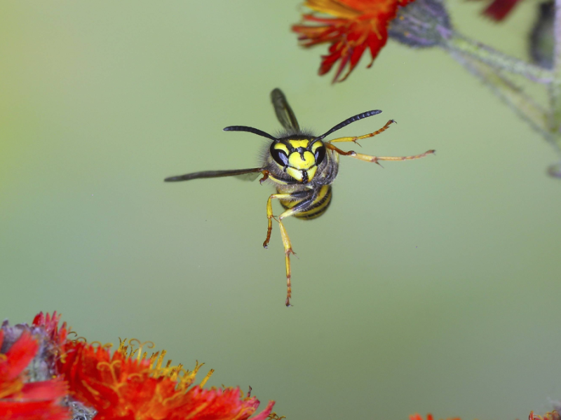 Eine Wespe in Nahaufnahme fliegt auf die Kamera zu.