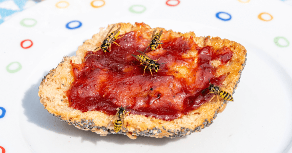 Ein Marmeladenbrötchen mit einigen Wespen, die an diesem fressen.