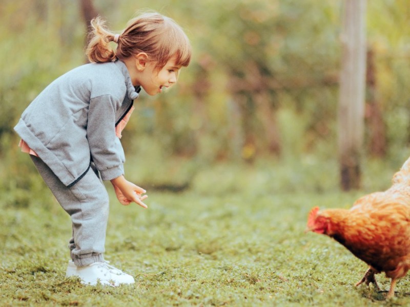 Kleines Mädchen spielt mit einem Huhn