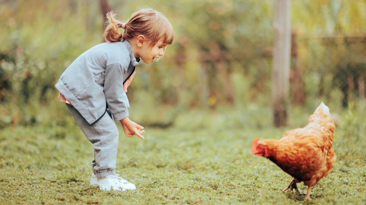 Kleines Mädchen spielt mit einem Huhn