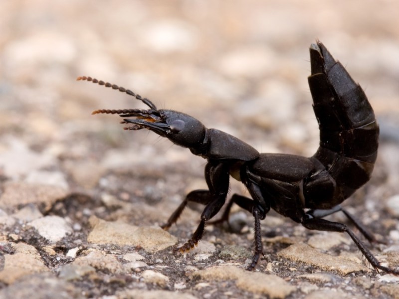 Schwarzer Moderkäfer mit hochgestelltem Hinterleib