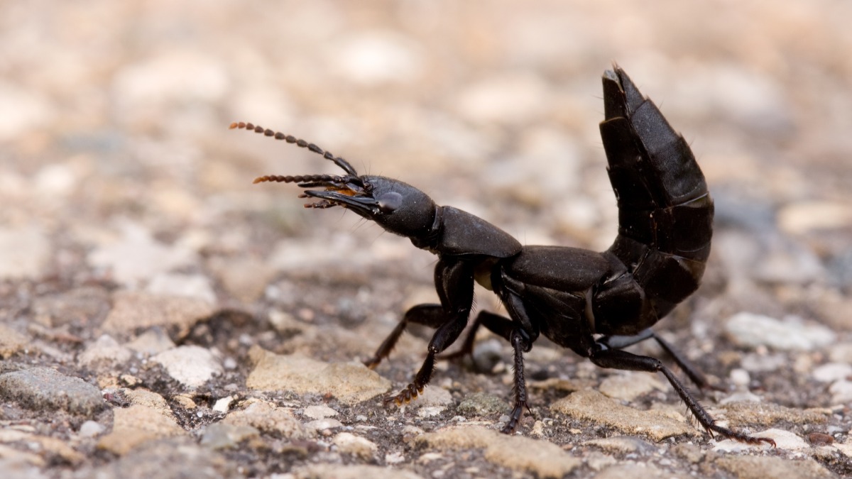 Schwarzer Moderkäfer mit hochgestelltem Hinterleib