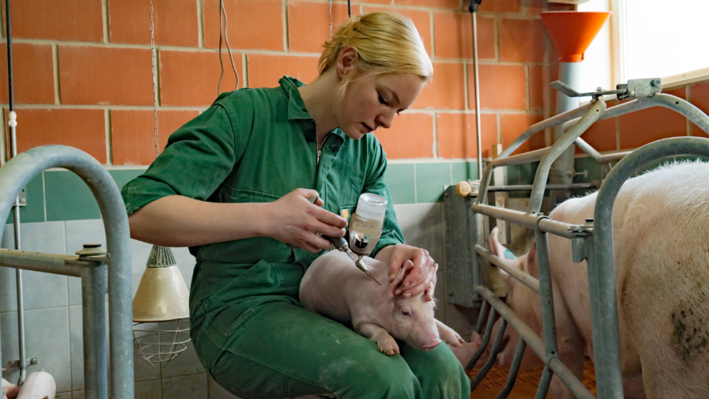 Ein Ferkel wird von einer Tierärztin geimpft