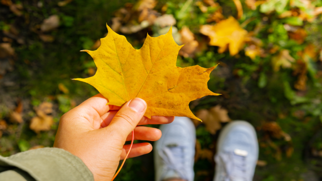 Eine Person hält Herbstlaub in die Kamera.