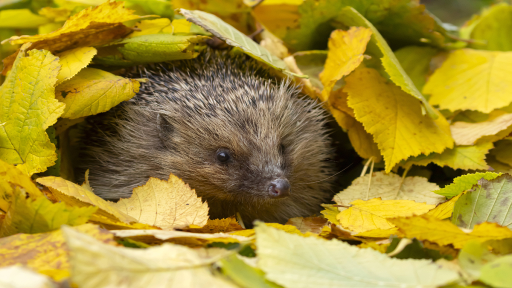 Ein Igel unter einem gelben Blätterhaufen. 