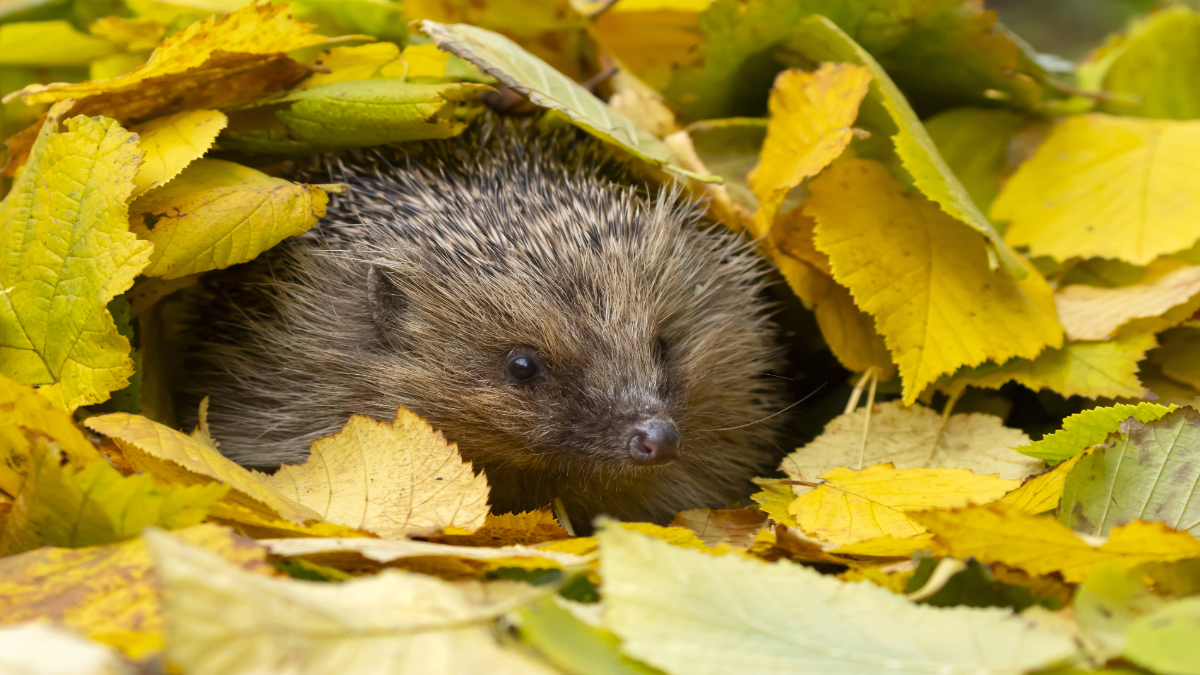 Ein Igel unter einem gelben Blätterhaufen.