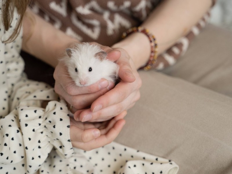 weißer Hamster wird in der Hand gehalten