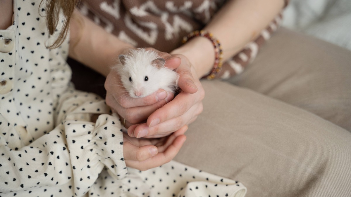 weißer Hamster wird in der Hand gehalten