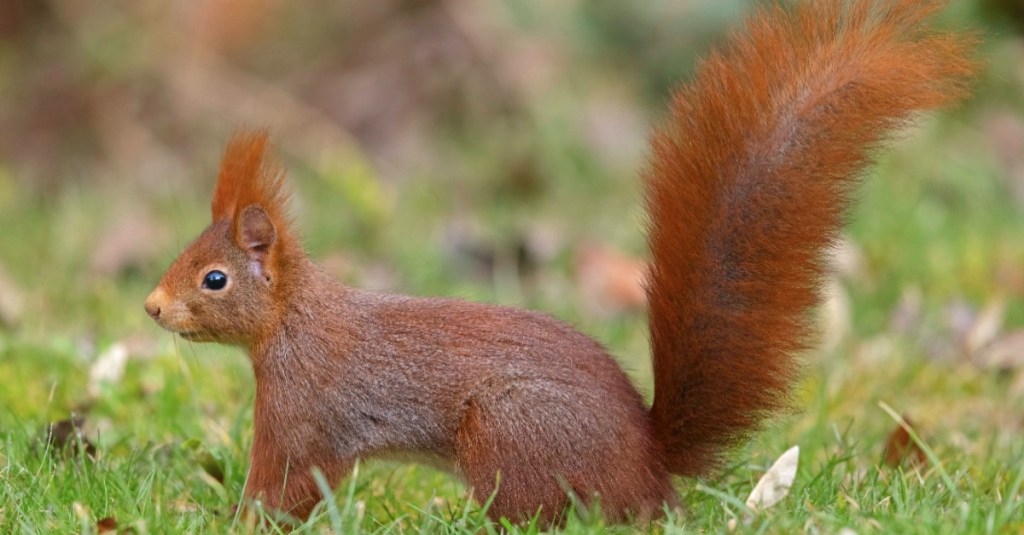 ein rotes Eichhörnchen steht im Gras