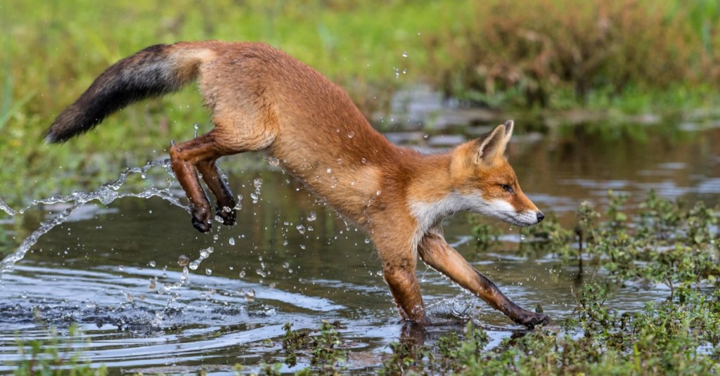 Ein Rotfuchs springt über eine Wasserstelle