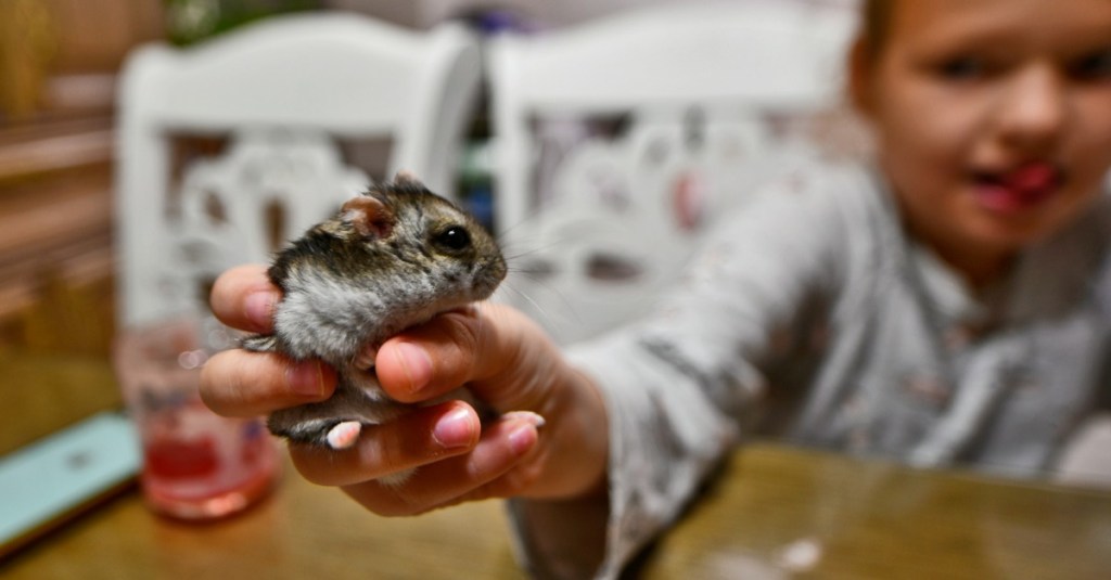 ein Mädchen hält seinen Hamster in der Hand