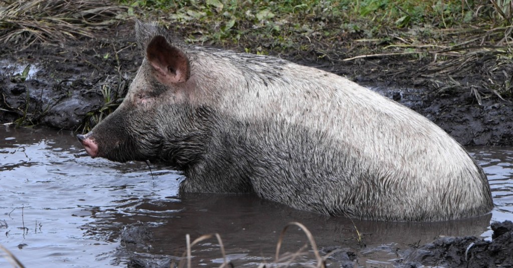 Schwein suhlt sich im Schlamm