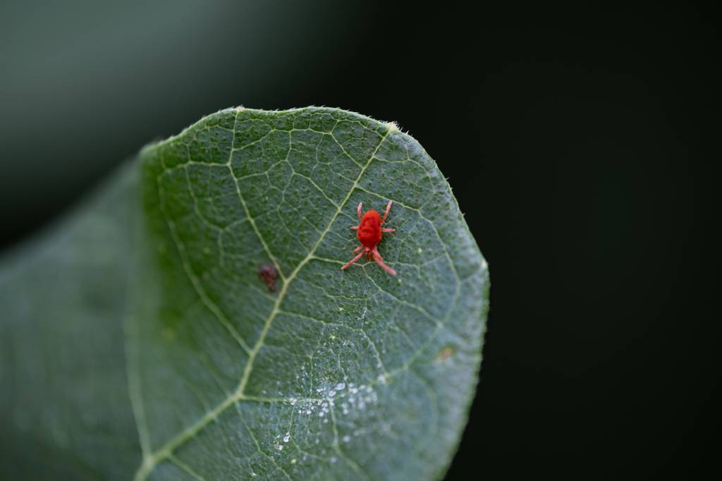 Eine rote Samtmilbe auf einer Pflanze.