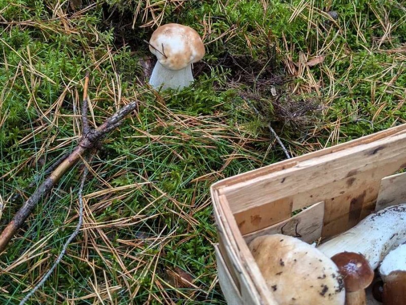 Ein kleiner Steinpilz im Wald.