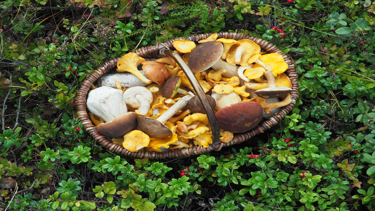 Ein Korb voller Pilze steht auf dem Waldboden.