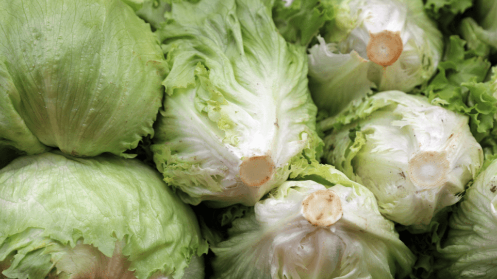 Eisbergsalat mit rosa Stellen