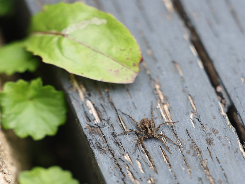 Eine kleine Spinne auf einer Parkbank.