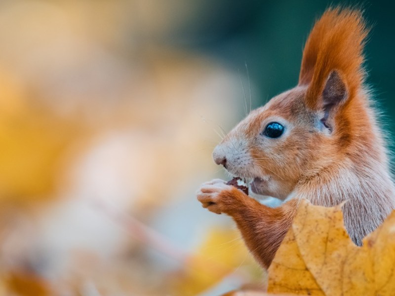 Ist unsere heimische Eichhörnchenpopulation bedroht?