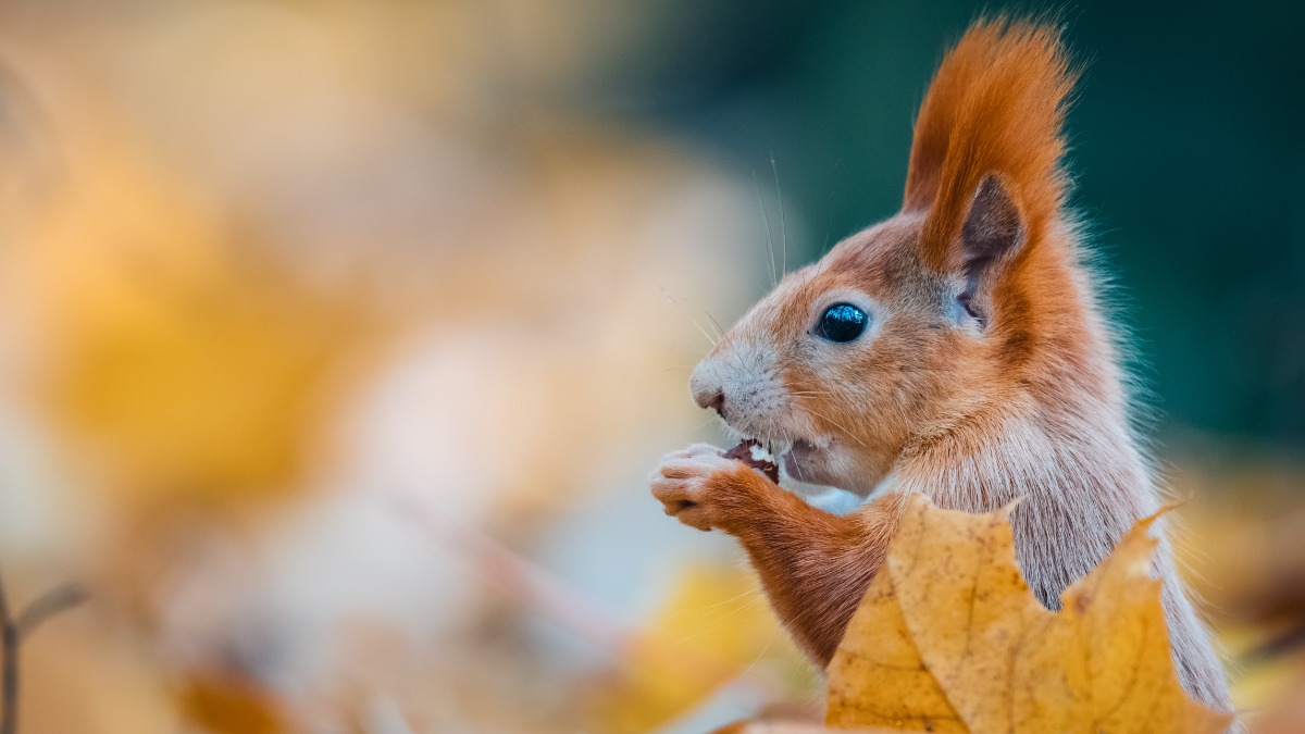 rotes Eichhörnchen im Seitenprofil