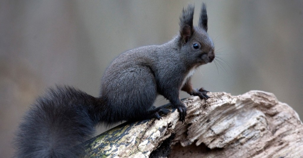 ein schwarzes Eichhörnchen sitzt auf einem Baumstamm