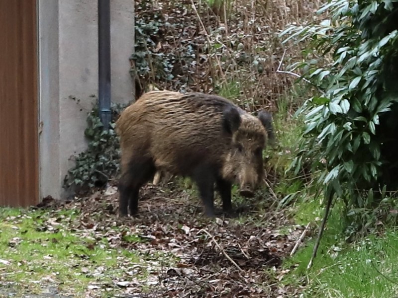 So schützt du deinen Garten vor Wildschweinen