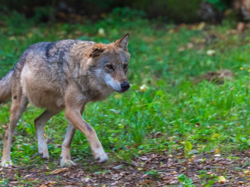 Begegnung Wolf: ein Wolf streift über eine Wiese