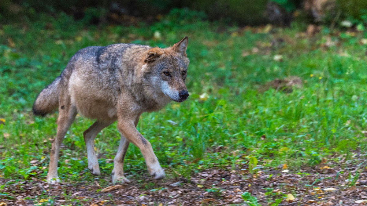 Begegnung Wolf: ein Wolf streift Ã¼ber eine Wiese