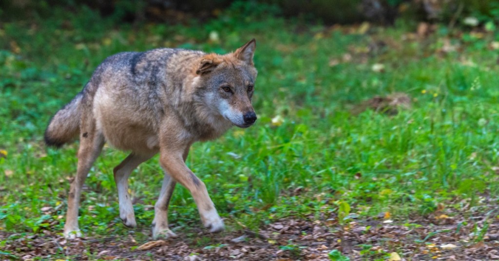 Begegnung Wolf: ein Wolf streift über eine Wiese