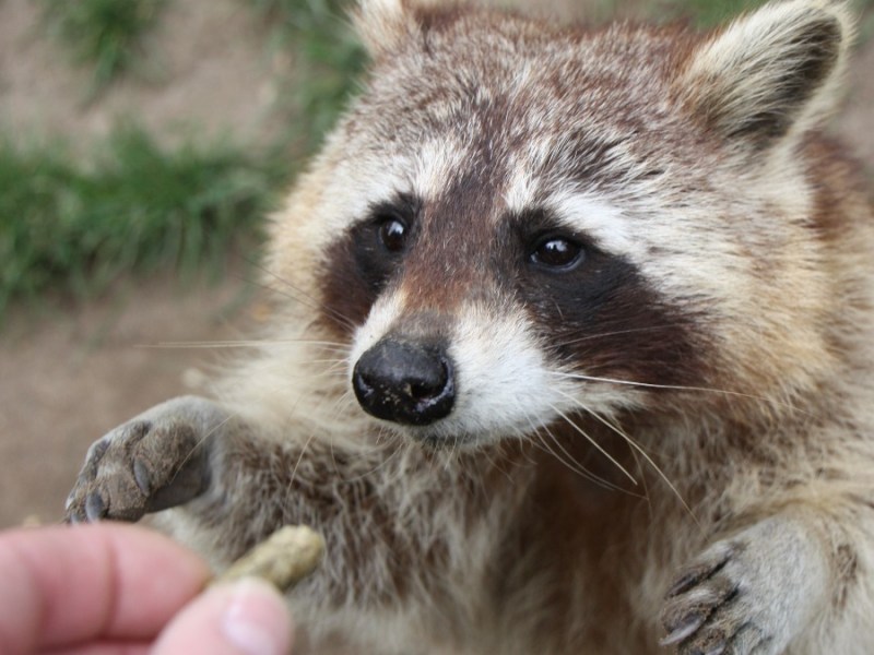 ein Waschbär nimmt Futter aus einer Hand